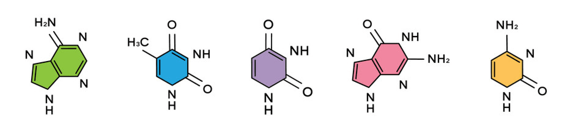 Formulas of adenine, thymine, uracil, guanine and cytosine